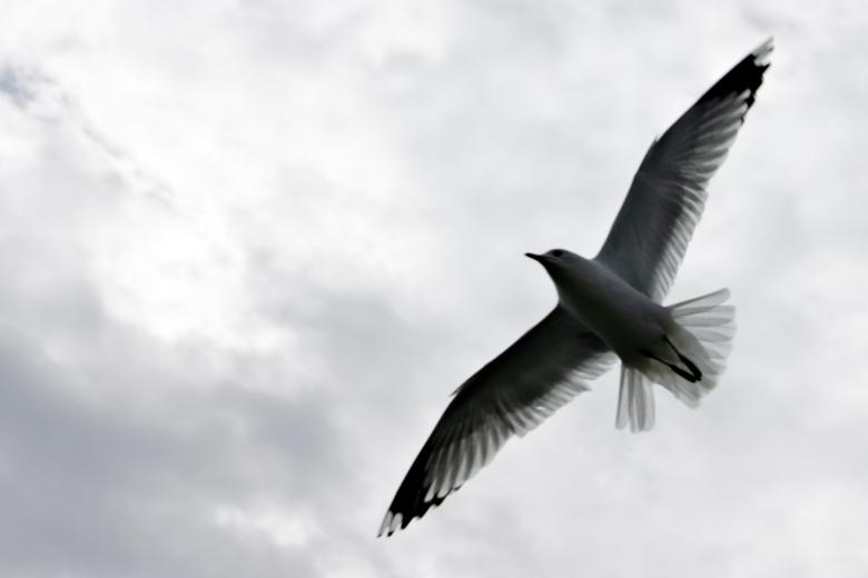 Free stock image of Seagull created by Bjorgvin