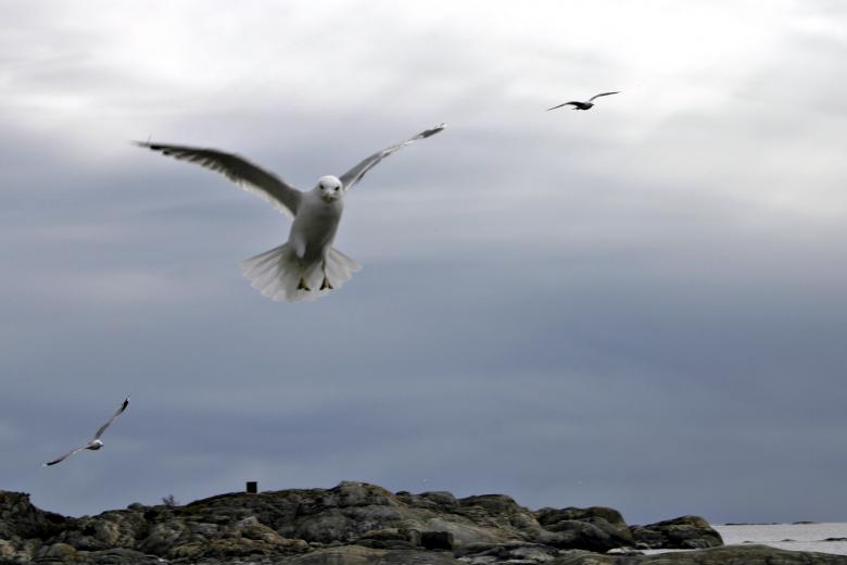 Free stock image of Flying Seagull created by Bjorgvin