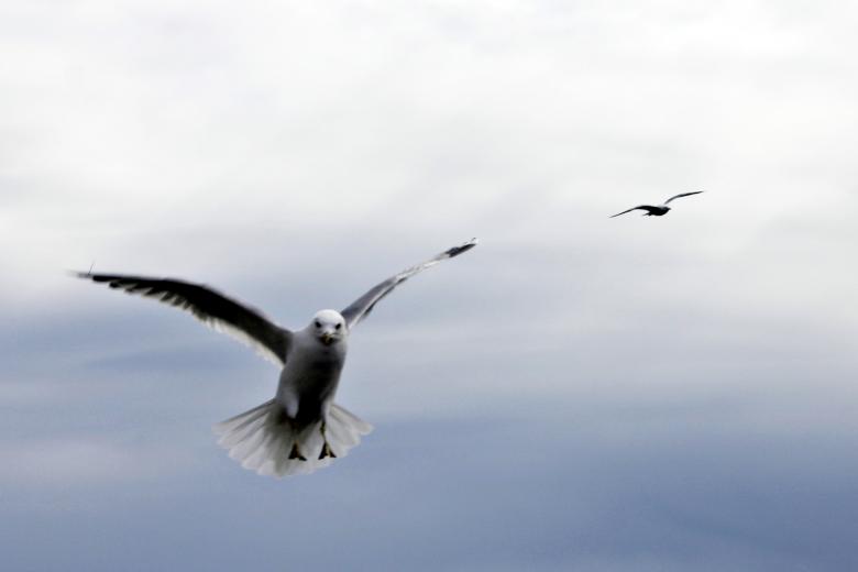 Free stock image of Flying seagull created by Bjorgvin