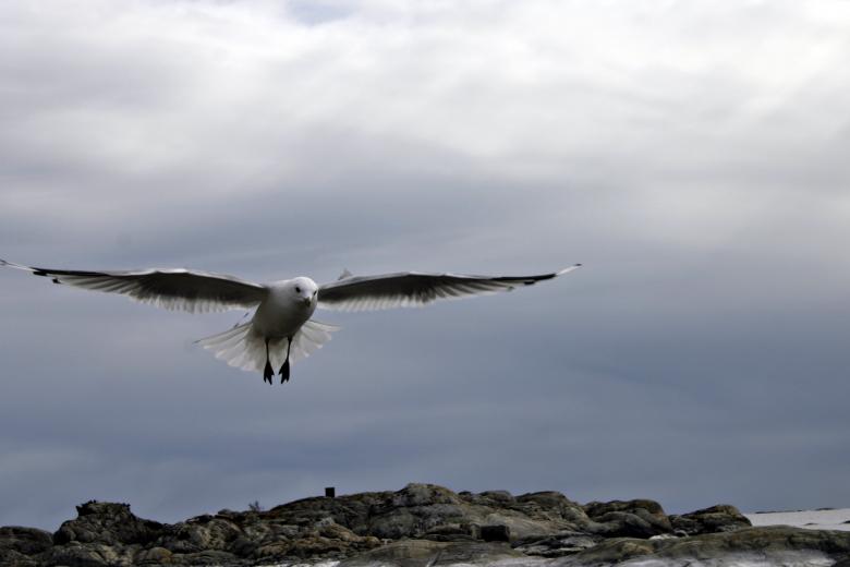 Free stock image of Flying Seagull created by Bjorgvin