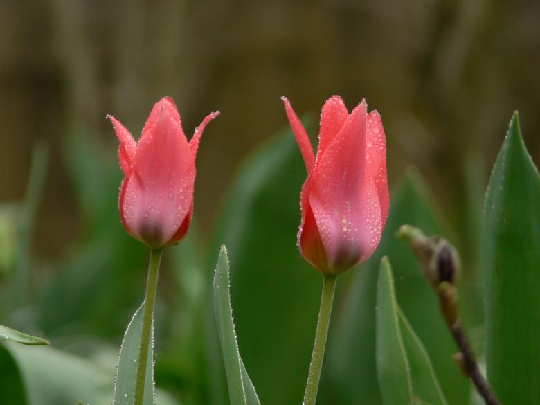 Free stock image of Tulips after rain created by Ladislav Soukup