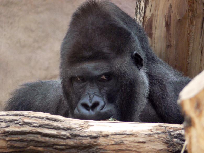 Free stock image of Gorilla created by Ladislav Soukup