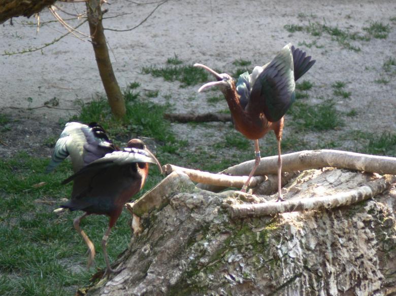 Free stock image of Plegadis falcinellus - angry bird created by Ladislav Soukup