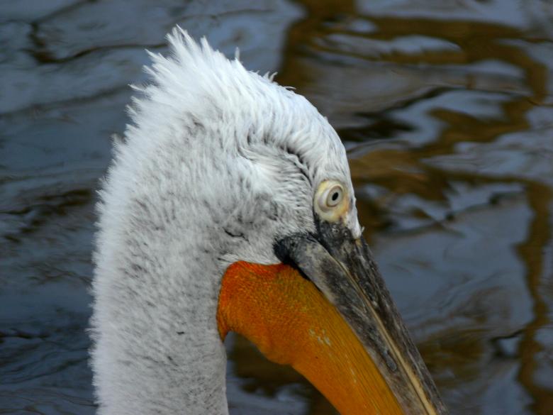 Free stock image of Pelecanus crispus created by Ladislav Soukup