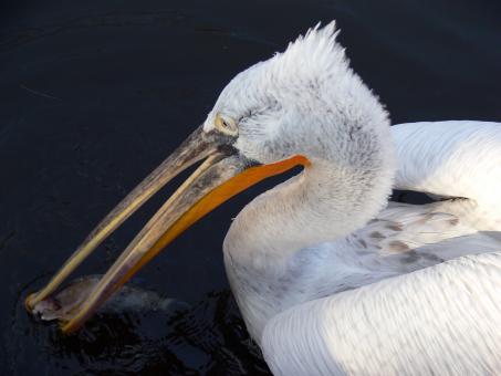 Pelecanus crispus - Free Stock Photo