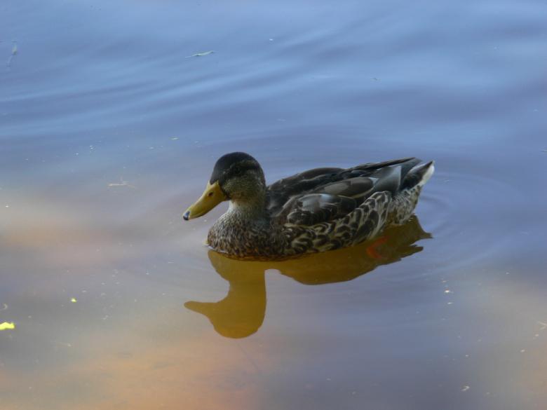 Free stock image of Duck created by Ladislav Soukup