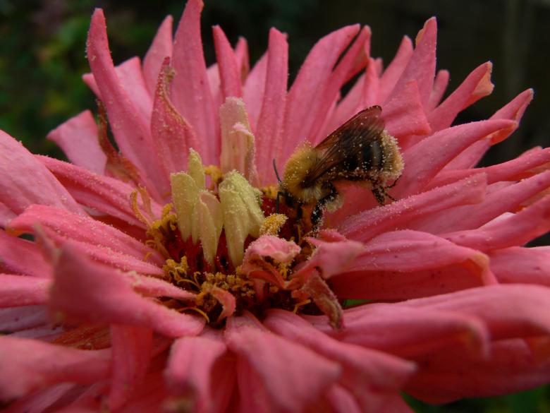 Free stock image of bee created by Ladislav Soukup
