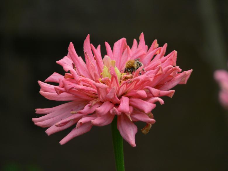 Free stock image of bee created by Ladislav Soukup