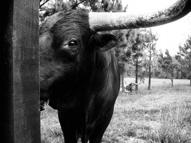 Free stock image of Bull created by DillonHinson