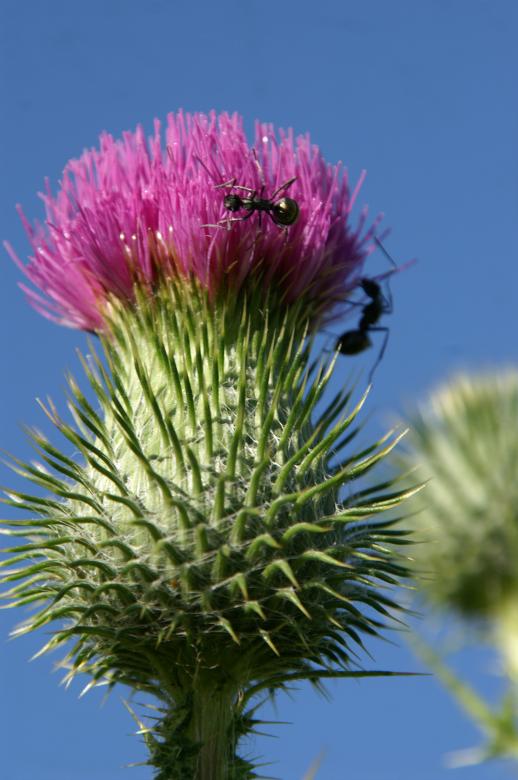 Free stock image of Busy ants created by John Visco
