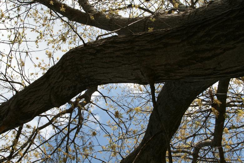Free stock image of tree contrast created by Stong