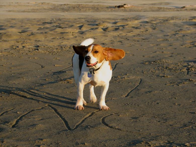Free stock image of Beagle on the beach created by Derek Helt