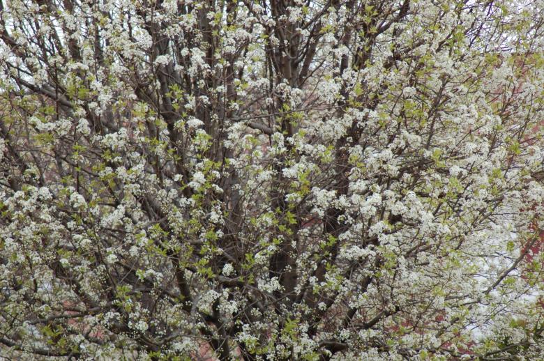 Free stock image of blooming tree created by Mark Manalaysay