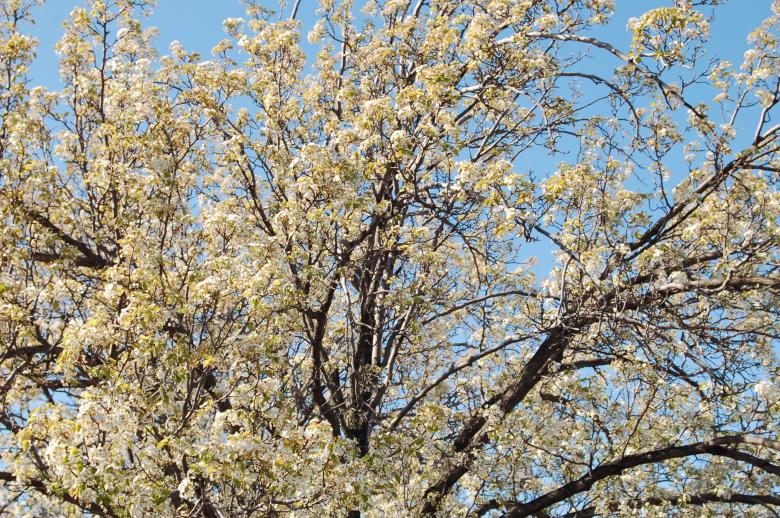 Free stock image of summer bloom created by Mark Manalaysay