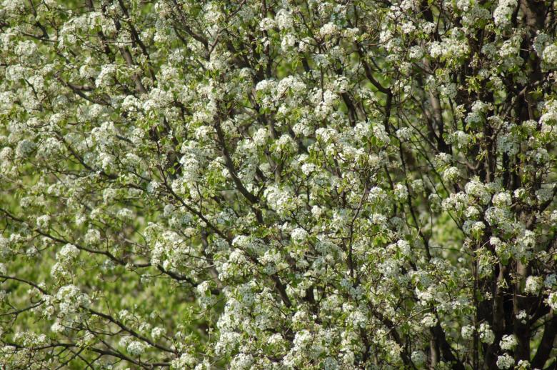 Free stock image of bloom created by Mark Manalaysay