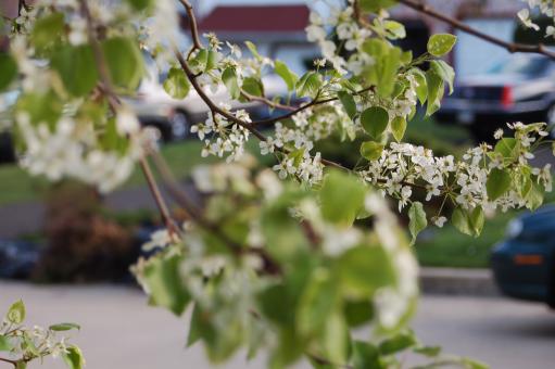 tree buds