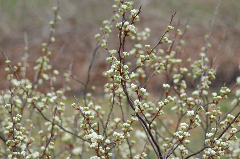 Free stock image of Rest Stop Flowers 3 created by Mark Manalaysay