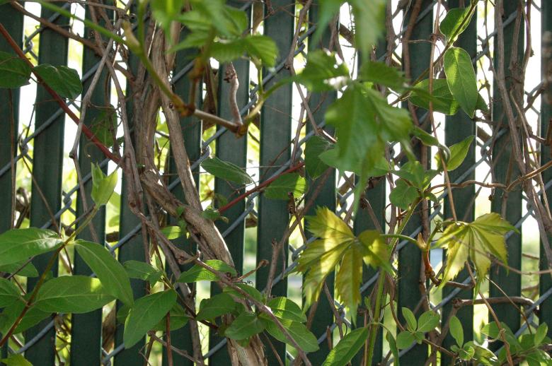 Free stock image of Plants On a Fence created by Mark Manalaysay