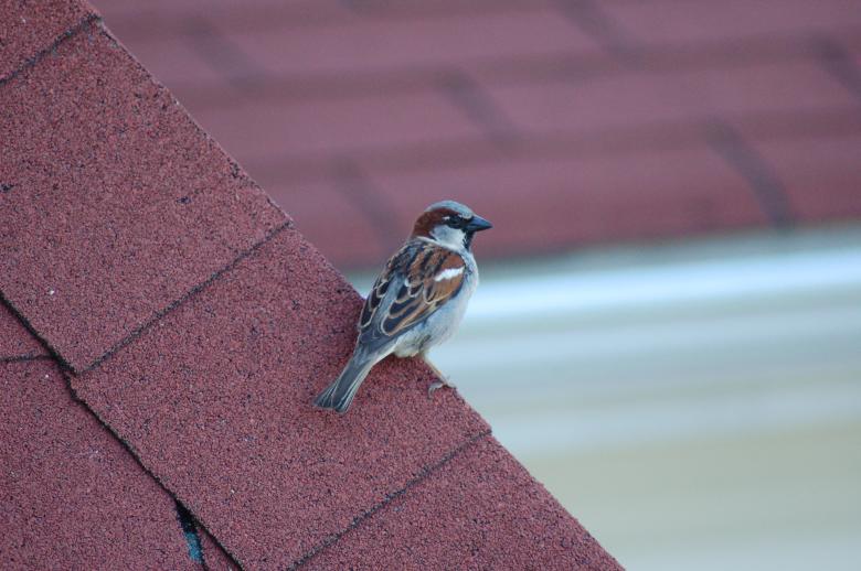 Free stock image of Bird on the Roof created by Mark Manalaysay