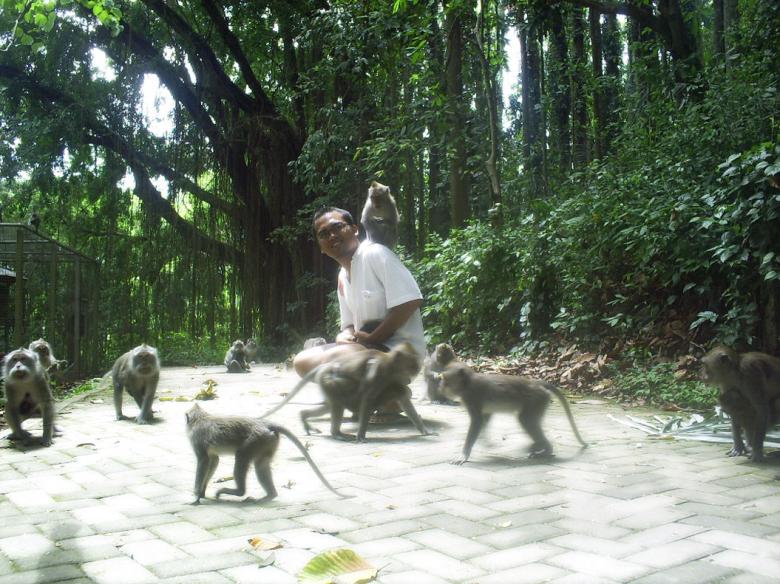 Free stock image of Posing with the apes created by Didi Supardi