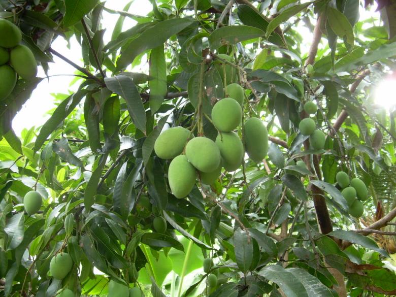 Free stock image of fruit and plant backyard created by zulkiflies