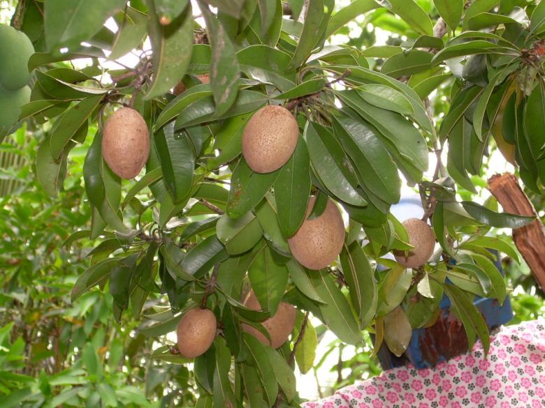 Free stock image of fruit and plant backyard created by zulkiflies