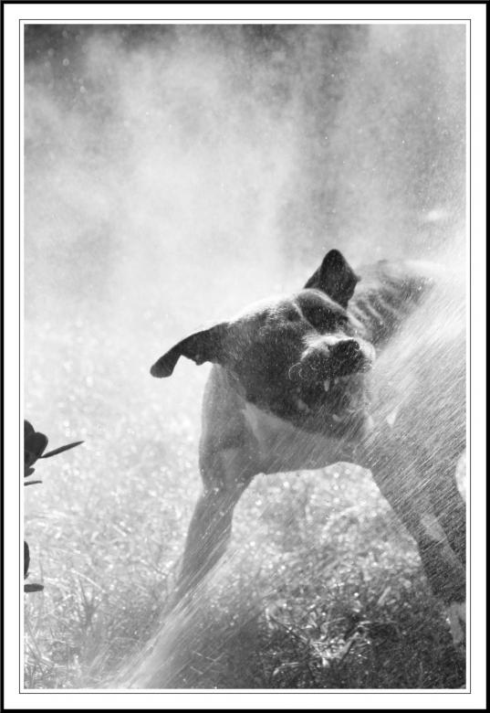 Free stock image of pit bull attacking water created by Jennifer Foster