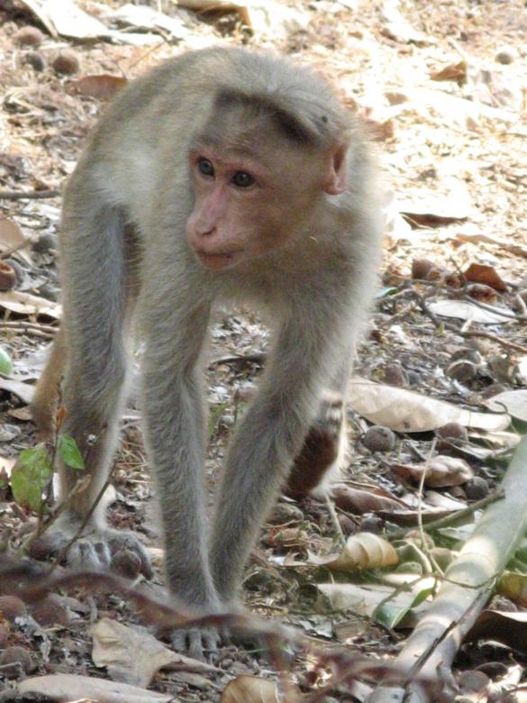 Free stock image of monkey created by vasantha Kumar