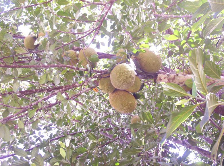 Free stock image of Jack fruit created by vasantha Kumar