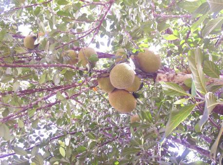 Jack fruit - Free Stock Photo