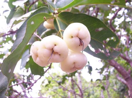 White fruit - Free Stock Photo