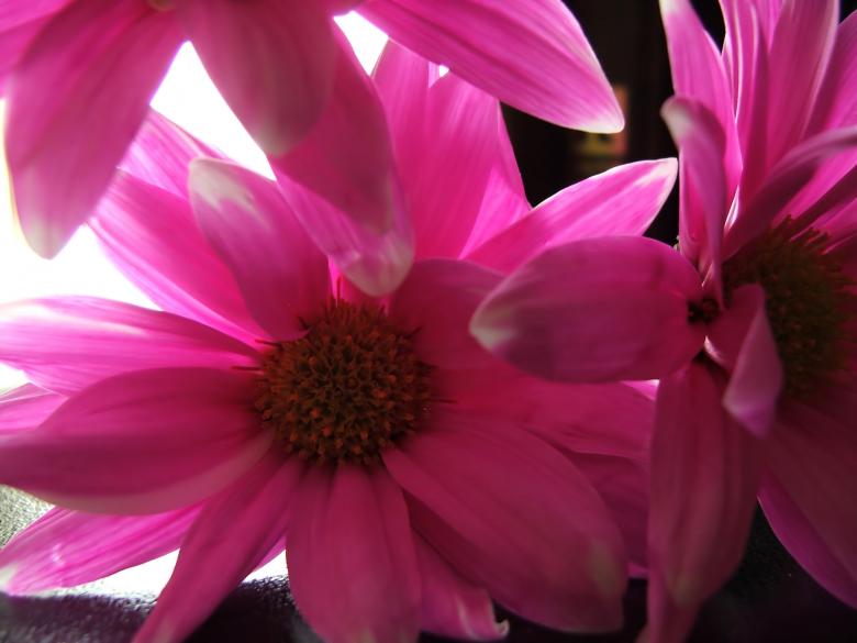 Free stock image of Pink flowers created by Heather Elaine Kitchen