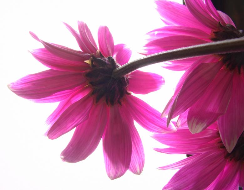 Free stock image of Pink flowers created by Heather Elaine Kitchen