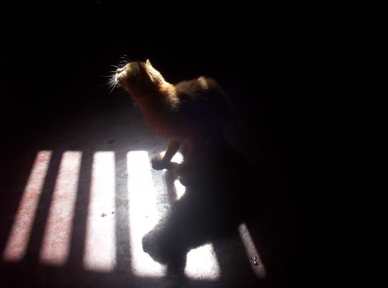 Free stock image of Cat created by vasantha Kumar