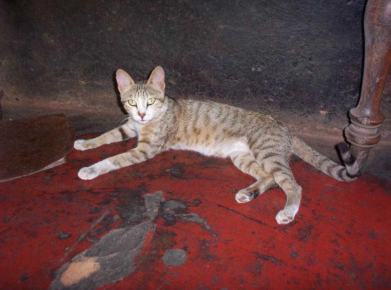 Free stock image of Cat created by vasantha Kumar