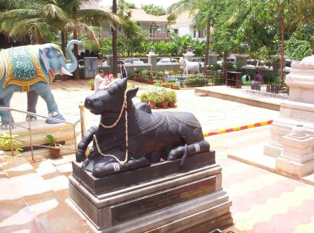 nandi - Free Stock Photo