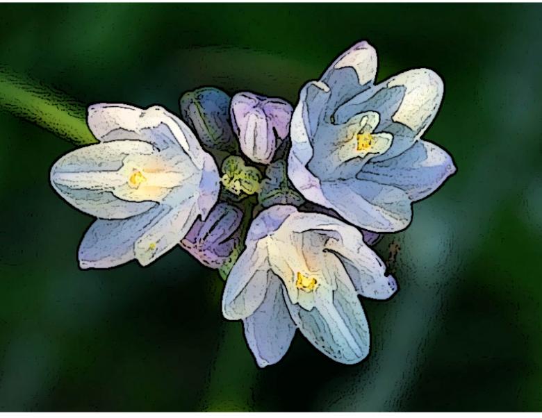 Free stock image of purple flowers created by Tim Girard