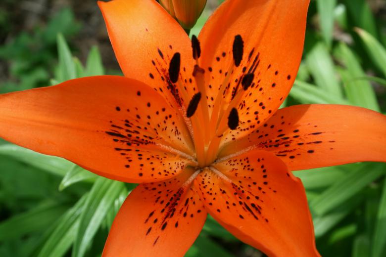 Free stock image of orange lily created by Kylie Brown