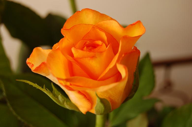 Free stock image of Orange rose created by norbert
