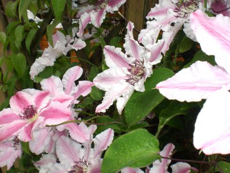 Backyard flowers - Free Stock Photo