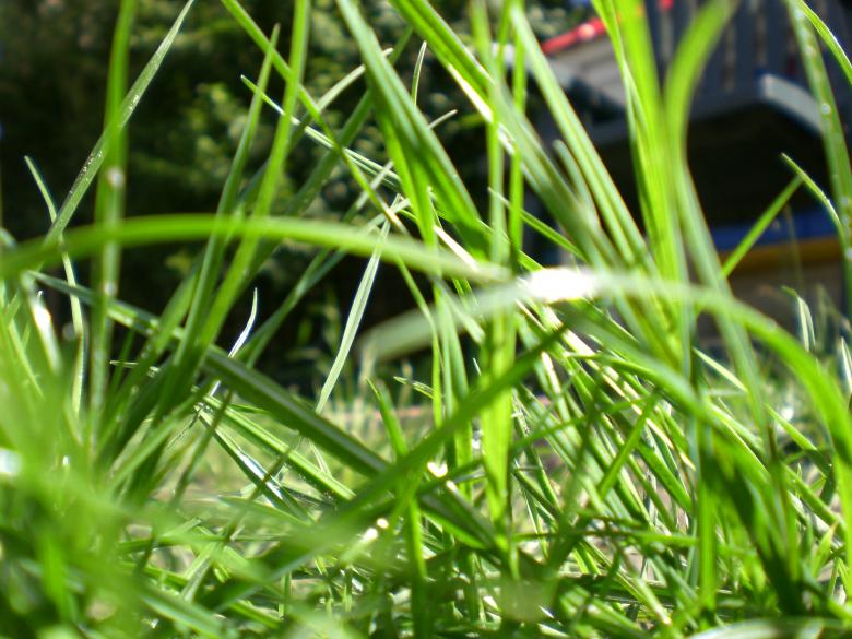 Free stock image of Backyard grass created by Amir Zisko