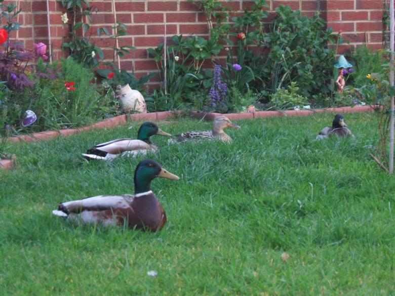 Free stock image of ducks in a garden created by david chapman