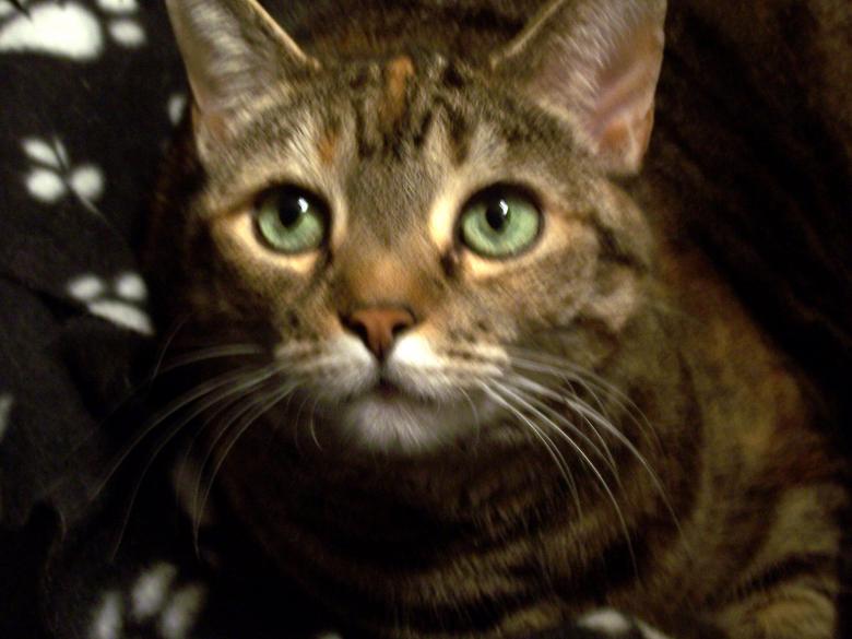 Free stock image of Hunter created by Susan Aceto