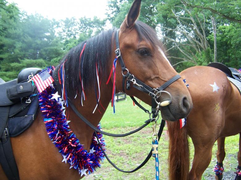 Free stock image of Horses created by Susan Aceto
