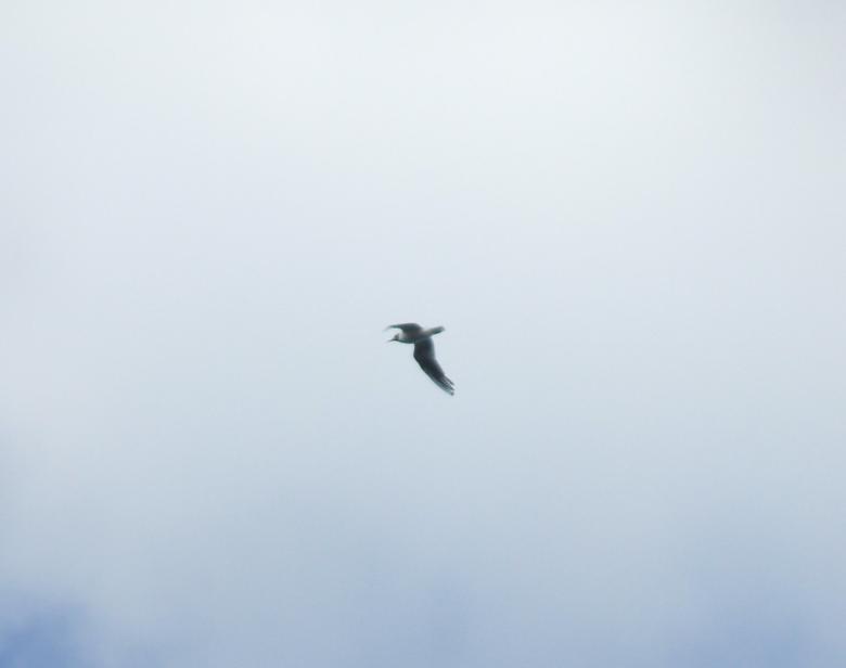 Free stock image of A bird in flight created by david chapman