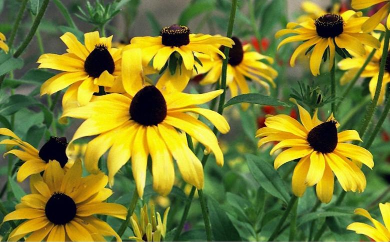 Free stock image of Yellow daisies created by Isolabella