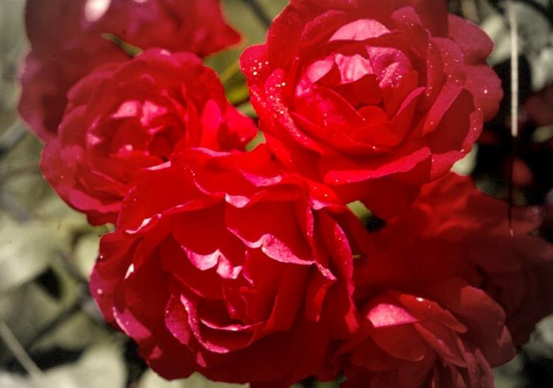 Free stock image of Love in bloom created by Isolabella