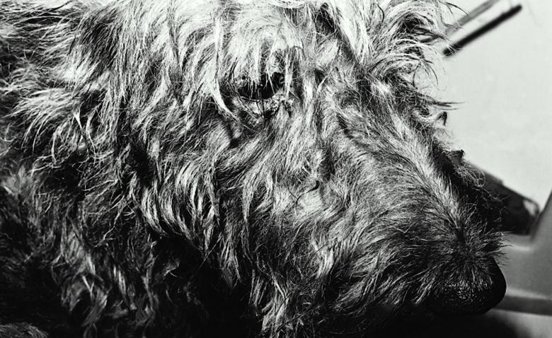 Free stock image of Shaggy dog created by Isolabella