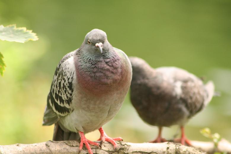 Free stock image of Pigeon close up created by anthony hew
