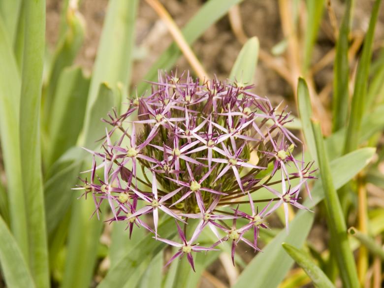 Free stock image of Ornamental onion created by Rob Brideson